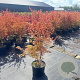 Acer pal. 'Katsura' 125-150 cm 35L