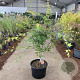 Acer pal. 'Katsura' 125-150 cm 35L
