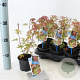 Acer pal. 'Phoenix' 25-30 cm P10,5