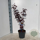 Acer pal. 'Red Emperor' 60 cm 3,0L