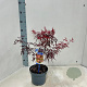 Acer pal. Royal Garnet 50-60 cm 3,0L