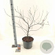 Acer pal. Royal Garnet 80-100 cm 10L