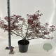 Acer pal. Royal Garnet 80-100 cm 10L