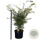 Acer pal. 'Sangokaku' 100-125 cm 35L