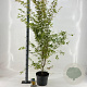 Acer pal. 'Sangokaku' 60-80 cm 10L