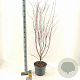 Acer pal. 'Sangokaku' 60-80 cm 10L
