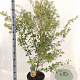 Acer pal. 'Sangokaku' 60-80 cm 10L