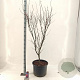 Acer pal. 'Skeeter's Broom' 100-125 cm 35L