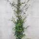 Fagus sylvatica 175-200 cm met kluit