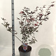 Acer pal. 'Trompenburg' 60-70 cm 10L