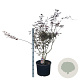Acer pal. 'Trompenburg' 90-100 cm 35L