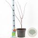Acer shirasawanum 'Jordan' 40-50 cm 3,0L