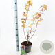 Acer shirasawanum 'Jordan' 40-50 cm 3,0L