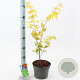 Acer shirasawanum 'Jordan' 40-50 cm 3,0L