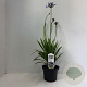 Agapanthus 'Dr Brouwer' 30-40 cm 3,5L