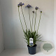 Agapanthus 'Dr Brouwer' 30-40 cm 3,5L