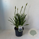 Agapanthus 'Dr Brouwer' 30-40 cm 3,5L