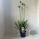 Agapanthus 'Sunfield' 30-40 cm 3,5L