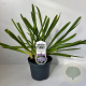Agapanthus 'Sunfield' 30-40 cm 3,5L