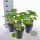 Alcea Gemengd 20-25 cm P17