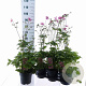 Anemone hyb. 'Serenade' 30-35 cm 3,0L