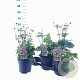 Anemone hyb. 'Serenade' 30-35 cm 3,0L