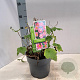 Anemone hyb. 'Serenade' 30-35 cm 3,0L