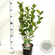 Aronia prunifolia 'Viking' 20-25 cm 3,0L