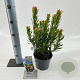 Arbutus unedo Mercurius 20-25 cm 2,0L