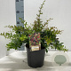 Berberis media 'Red Jewel' 25-30 cm 2,0L