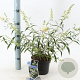 Buddleja Free Petite Snow White 20-25 cm 2,0L