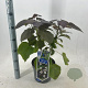 Catalpa erubescens 'Purpurea' 40-50 cm 5,0L struik