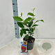 Calycanthus floridus 25-30 cm 2,0L
