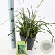 Carex morrowii 'Ice Dance' 20-25 cm 2,0L