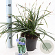 Carex morrowii 'Irish Green' 20-25 cm 2,0L