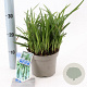 Carex morrowii 'Irish Green' 20-25 cm 2,0L