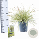 Carex oshim. 'Everoro' 40-50 cm 3,0L