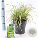 Carex oshim. 'Everoro' 40-50 cm 3,0L