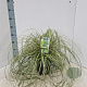 Carex oshim. 'Everoro' 40-50 cm 3,0L