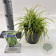 Carex oshim. 'Eversheen' 20-25 cm 2,0L