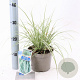 Carex oshim. Everest 20-25 cm 2,0L