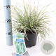 Carex oshim. Everest 20-25 cm 2,0L