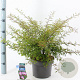 Calliandra surina. 'Dixie Pink' 35-40 cm 5,0L