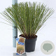 Carex testacea 'Prairie Fire' 20-25 cm 2,0L