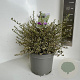 Ceanothus Cool Blue 30-40 cm 5,0L