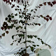 Cercis can. Carolina Sweetheart 175-200 cm 10L geveerd