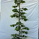 Cercis can. 'Traveller' 175-200 cm 10L geveerd