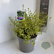 Ceanothus El Dorado 30-40 cm 5,0L