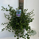 Ceanothus griseus 'Yankee Point' 40-50 cm 10L