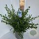 Ceanothus griseus 'Yankee Point' 40-50 cm 10L